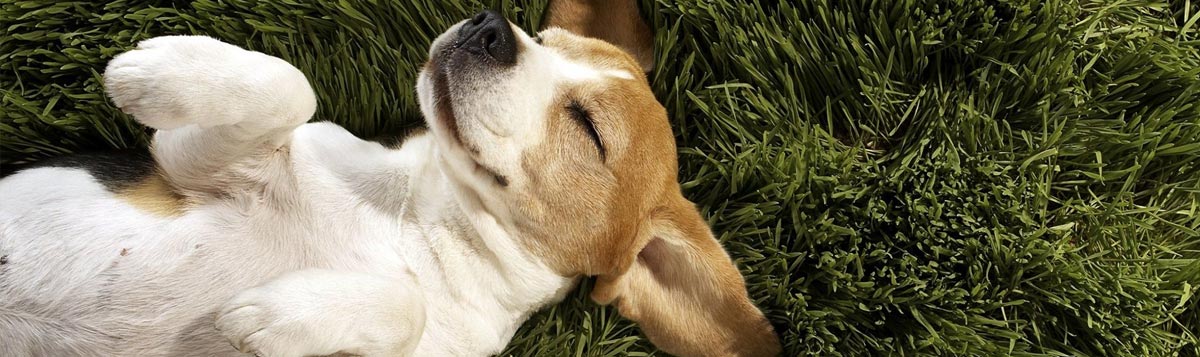 A nagy kérdés: mivel etessem a kutyámat?