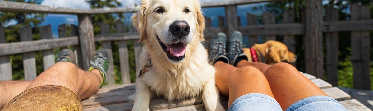 Kikapcsolódás és nyaralás kutyával (1. rész)