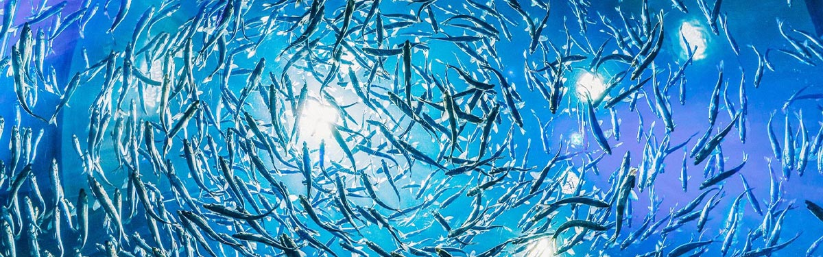 7 érdekes tény, amit nem tudtál a halakról